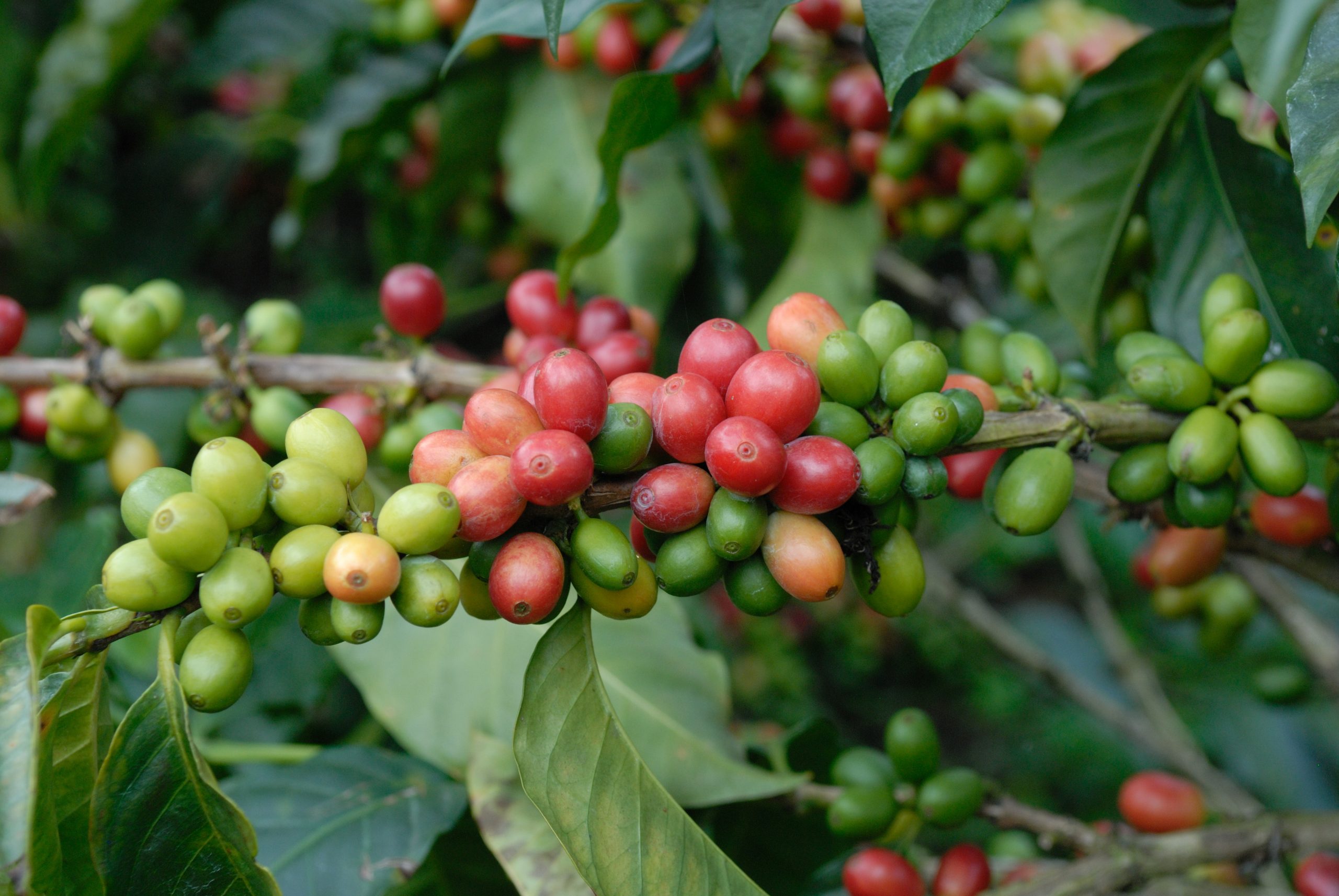 The Andes, coffee & the Caribbean