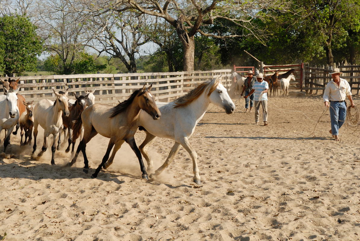 Hato La Aurora: Where Conservation and Llanero Life Meet