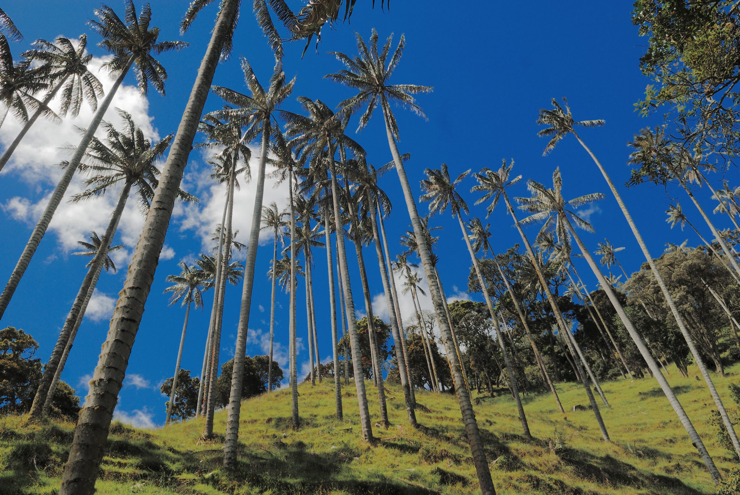 From Medellín to Bogotá: Coffee & the Andes