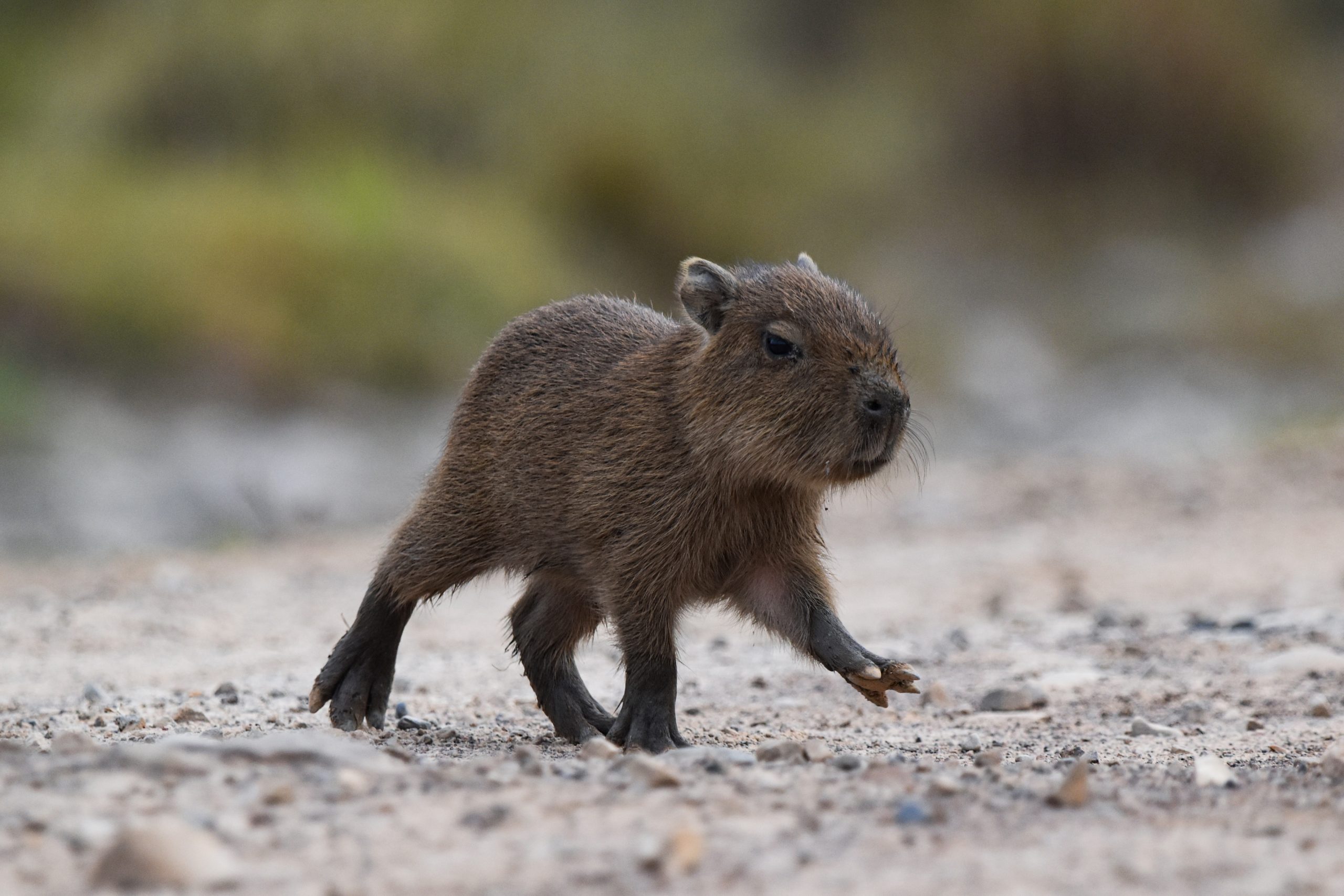 4 Days | Wildlife in the Llanos