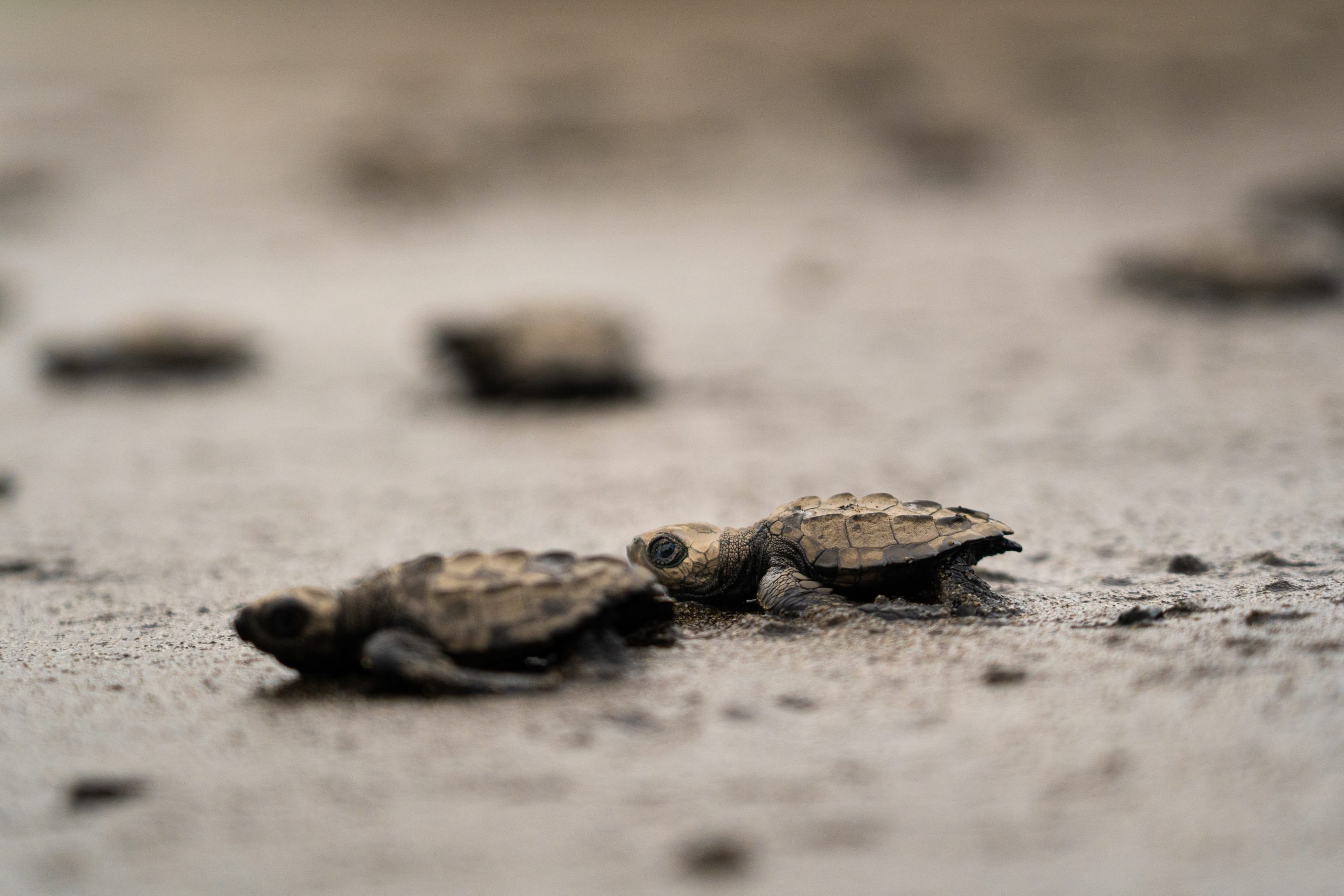 Sustainable Tourism in Action | Pacific Coast