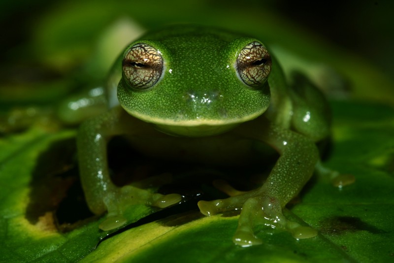4 Days | Birding and Wildlife Tour