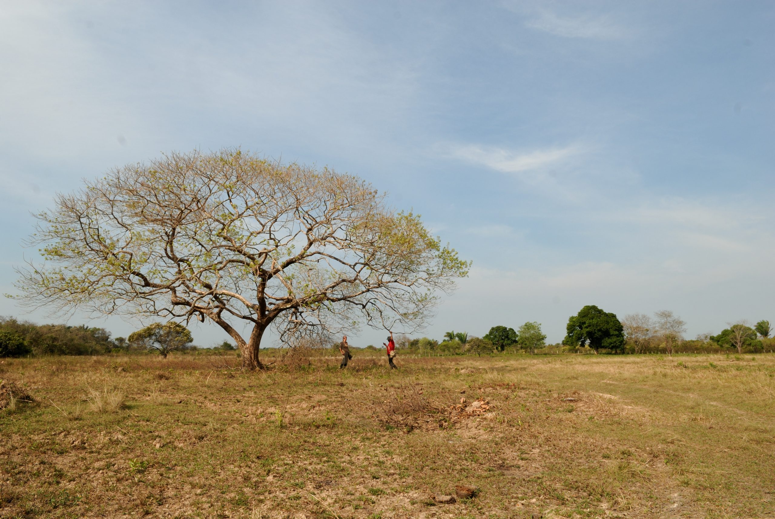 Big trees also grow on the savanna