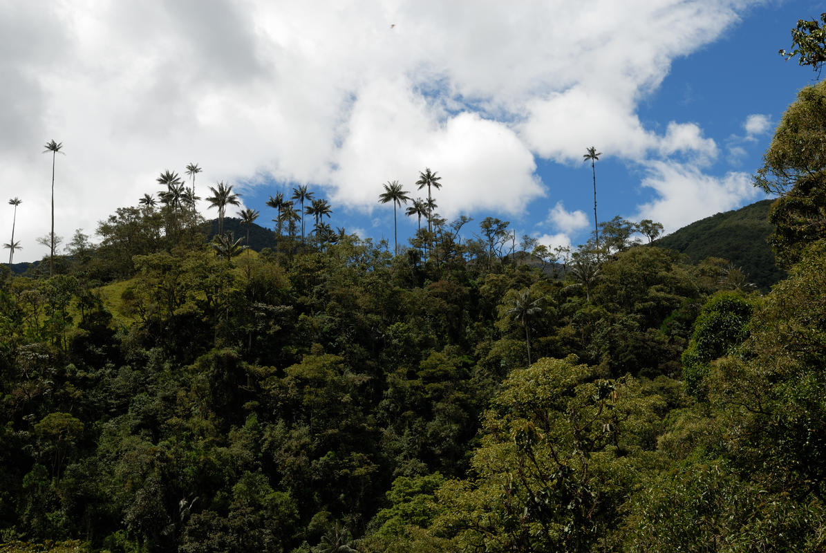 Paramillo del Quindío Trek