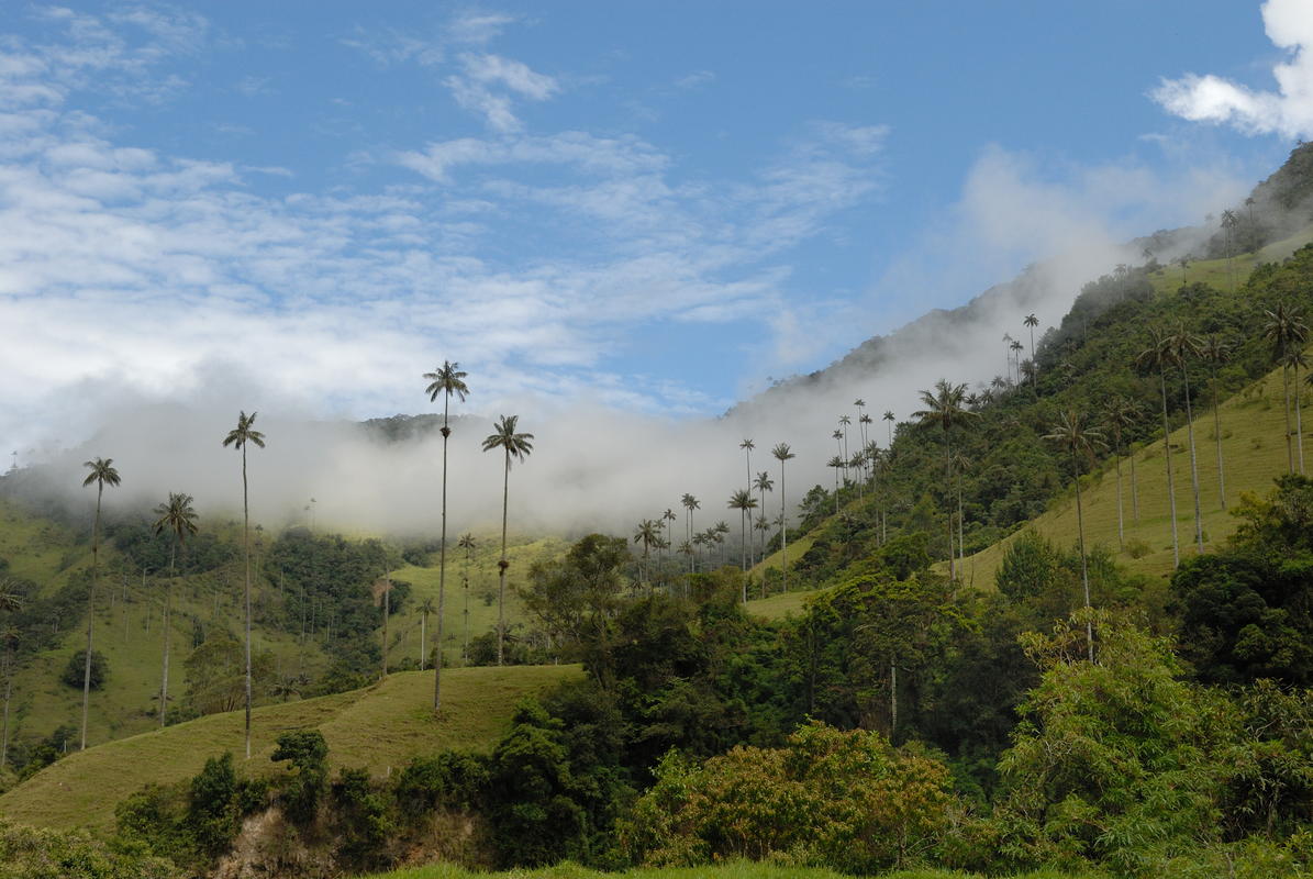 4 Days | Coffee region